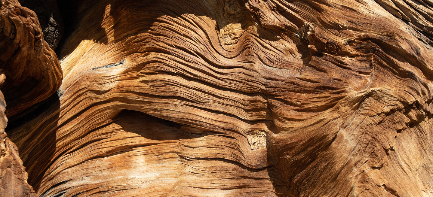 background-tree-struck-by-lightning 2.png
